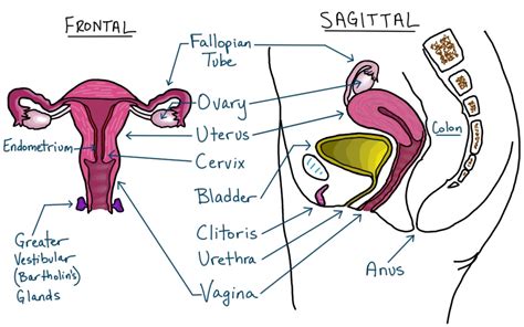 clitoris slip|Female Anatomy: Labeled Diagrams (Inside and Outside).